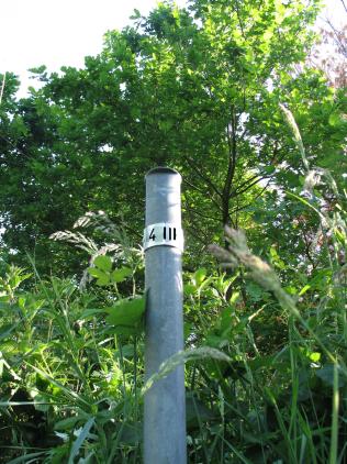 Gp 4-III Buis (Foto: Ad Rombouts)
