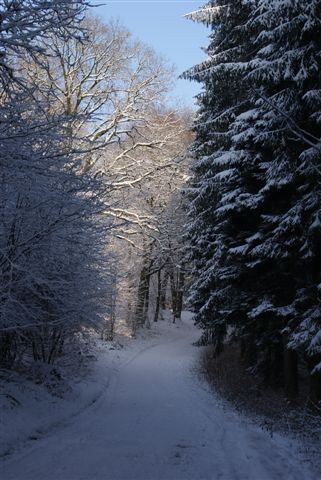 Besneeuwde bosweg (Foto: Hans Hermans)