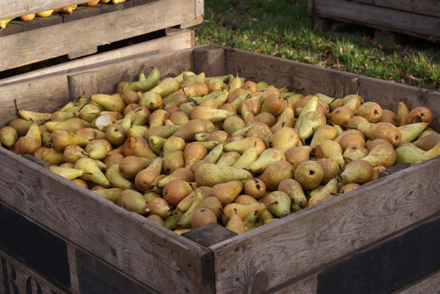 Kist met peren (Foto: Hans Hermans)