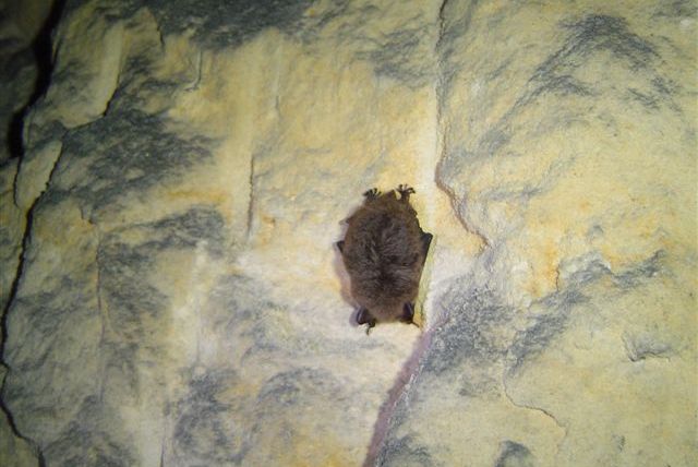 Baardvleermuis (Foto: Hans Hermans)