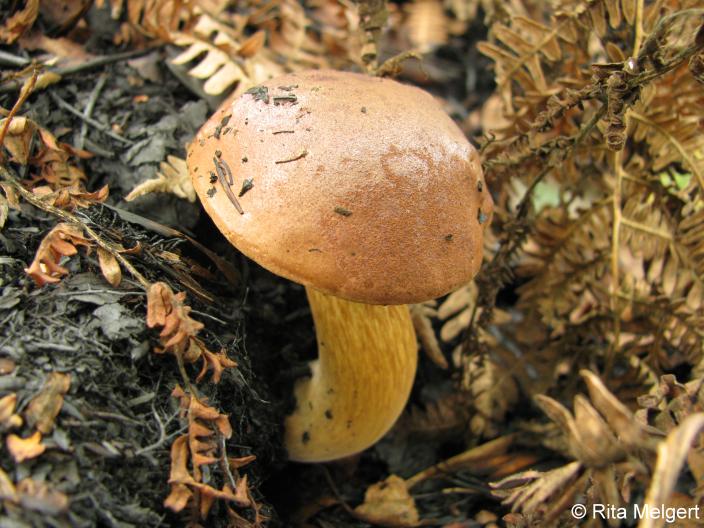 Paddestoel (Foto: Rita Melgert)