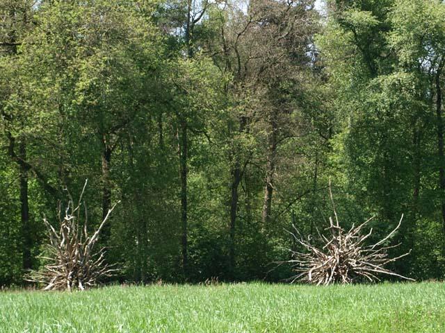 (Foto: Aafke de Wijk)