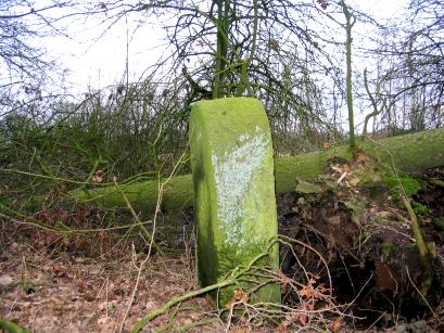 Omgevallen boom (Foto Dick Waanders)