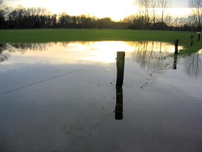 Waterweide (Foto: Dick Waanders)