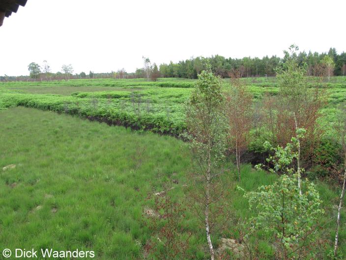 Alles groen (Foto: Dick Waanders)