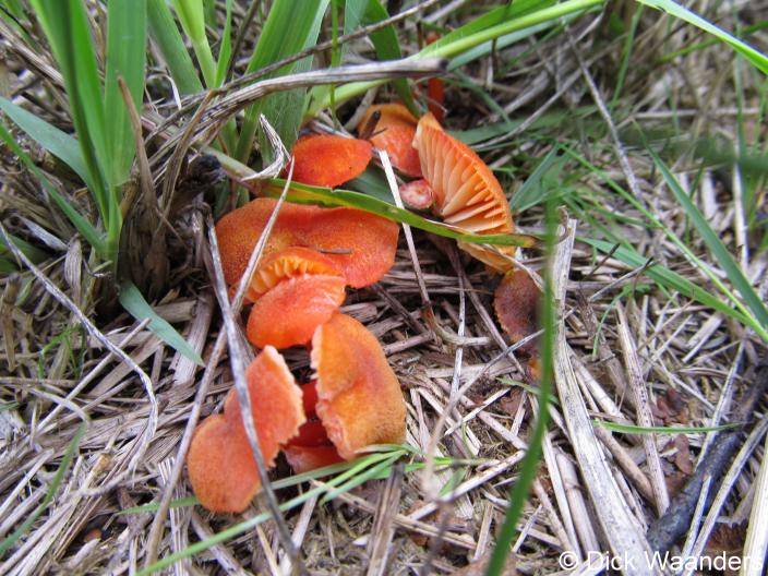 Rode padstoelen (Foto: Dick Waanders)