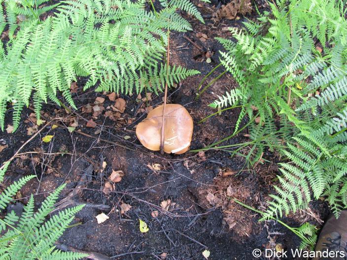 Veel padstoelen (Foto: Dick Waanders)
