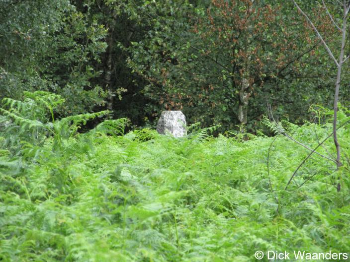Hoge varens (Foto: Dick Waanders)
