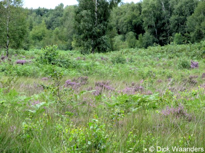 Bloeiende heide (Foto: Dick Waanders)