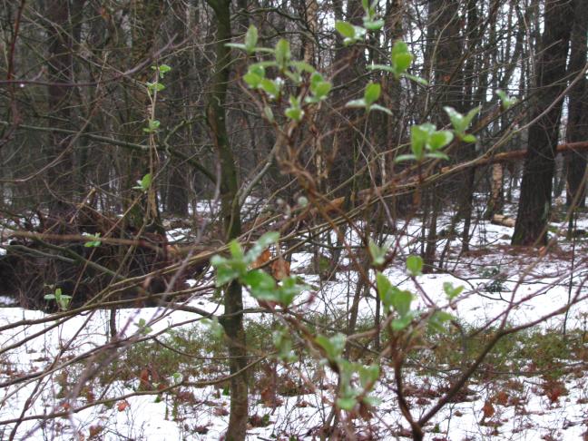 Groen blad (Foto: Rita Melgert)