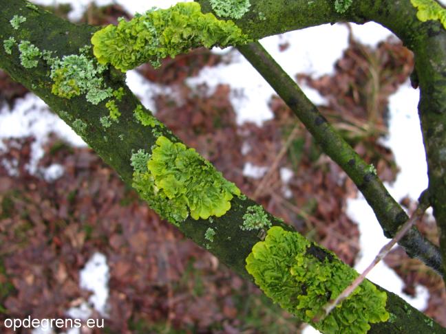 Groene zwam (Foto: Rita Melgert)