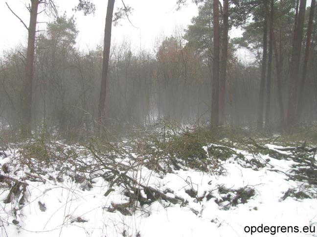 Sneeuw en bos (Foto: Dick Waanders)
