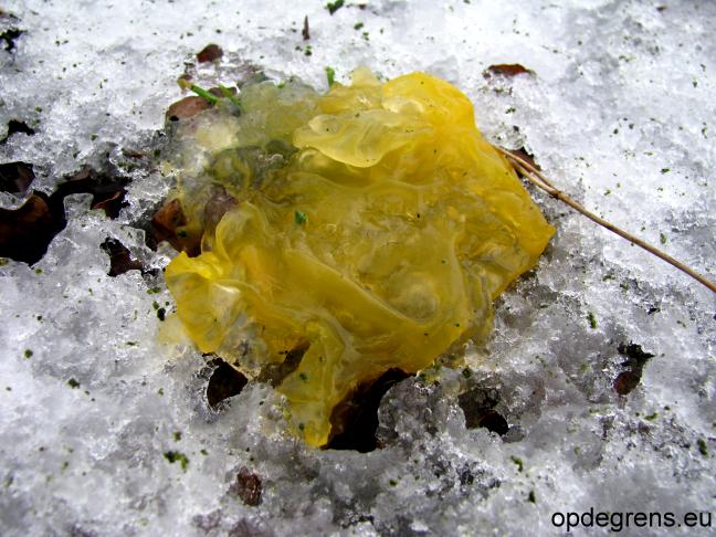 Gele zwam (Foto: Dick Waanders)