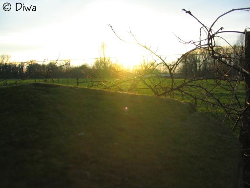 Zon bescheen de steen (Foto Dick Waanders)